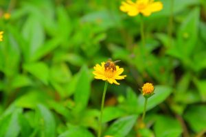 春のお花