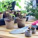 ベランダ菜園